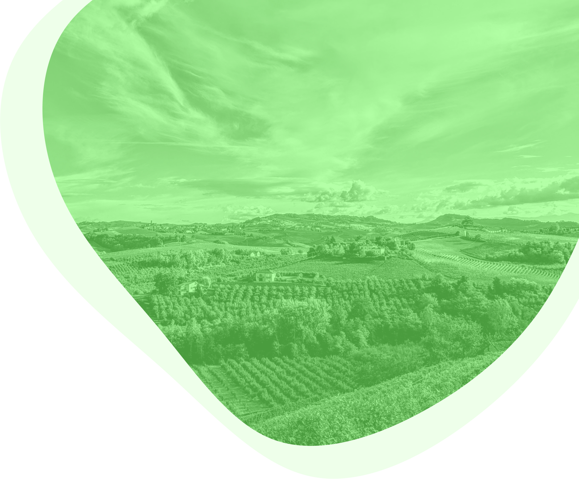 Italian hills with vineyards